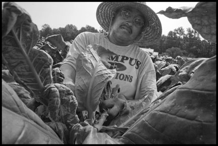 Manuel Buendia, a farm worker from Alamo in the state of Veracruz, Mexico, trims the tops of tobacco plants so that the leaves will grow larger.