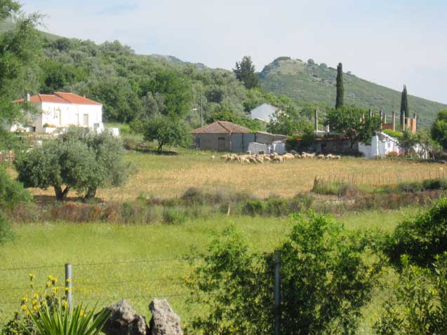 Very small farm, Maxairas, Central Greece. (Photo: Evaggelos Vallianatos)