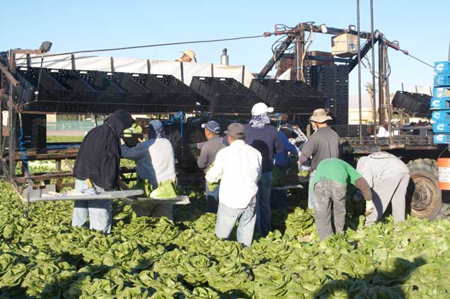 Mexican farm workers harvesting vegetables, Coachella Valley, southern California. (Photo: Evaggelos Vallianatos)