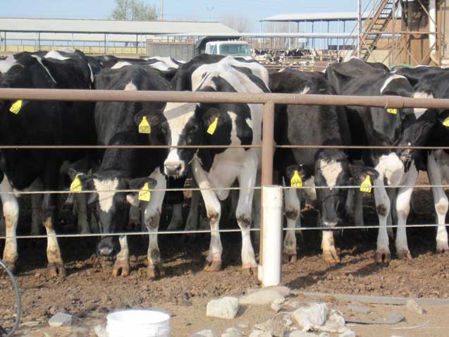 Confined cattle in animal farm, Central Valley, California. (Photo: Evaggelos Vallianatos)