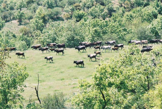 Traditional Greek cattle, Meteora, northern Greece. (Photo: Evaggelos Vallianatos)