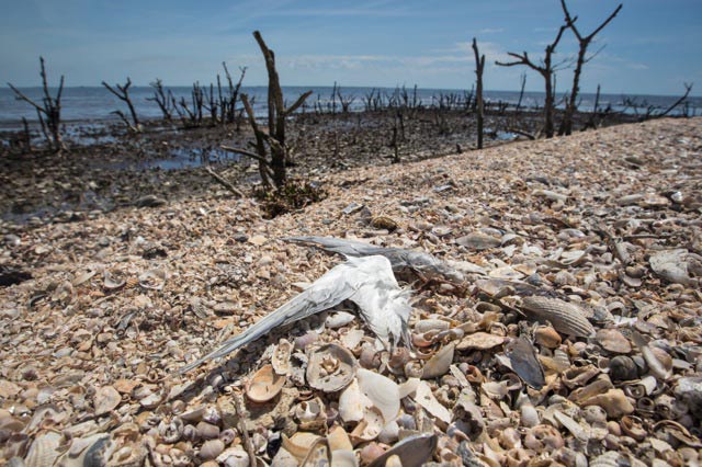 Dead bird on Cat Island five years after the BP oil spill. March 31, 2015. (Photo: ©2015 Julie Dermansky)