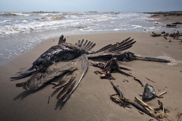 Dead pelican next to a tar ball on the beach on April 9, 2015 in Grand Isle, LA. (Photo: Julie Dermansky)