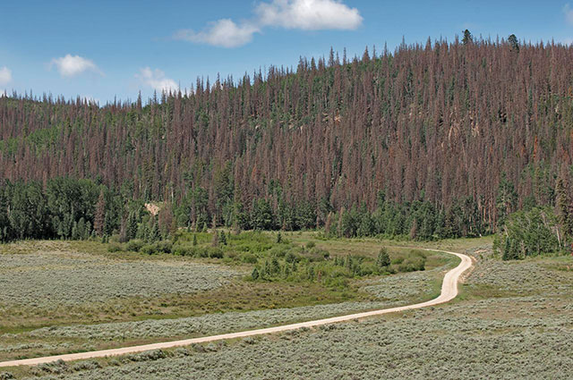 Central Colorado, north of the La Garita Range, along the northeastern edge of the two million acre spruce beetle attack in this area. Most areas above 10,000 feet in south central and southwestern Colorado are seeing a lot more heavy to exceptional kill. Sage Park, Rio Grande National Forest, elev. 10,200. (Photo: Bruce Melton)