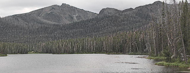 Whitebark pine kill, Sylvan Lake, southeast Yellowstone. Eastgate continues to show new pine beetle kill in the badly hit whitebark pine forest with what looks like redkill from pine beetle, there is budworm in this area too, and the white trunks stand out. In 209 there was a big burn just east of here. The upper left mountain flank in this image shows a little burn scar to compare with the beetle damage. (Photo: Bruce Melton)