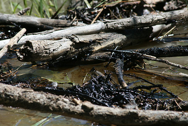 Crude oil clumps up in woody debris on the Bonogofsky farm on July 2nd, 2011 Exxon oil spill on the Yellowstone River. (Photo: Alexis B. Bonogofsky)