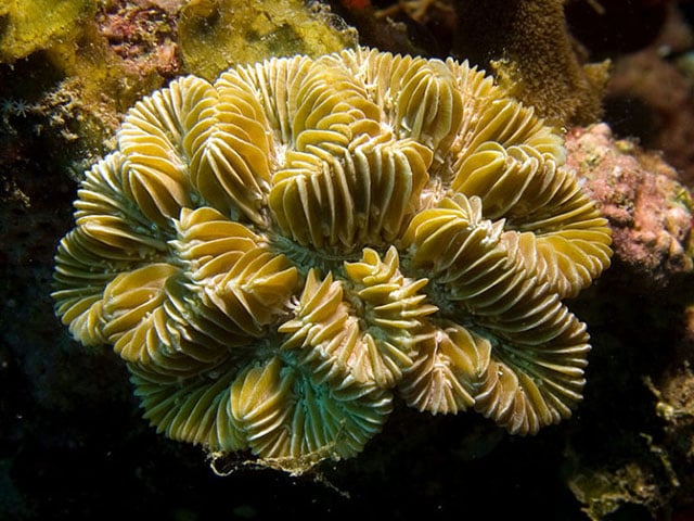 Coral is threatened by both warmer ocean temperatures and ocean acidification. (Photo by Nhobgood Nick Hobgood licensed under the Creative Commons Attribution-Share Alike 3.0 Unported license)