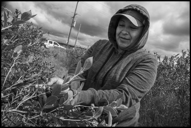 Adela Estrada Ortiz picks blueberries in a field near Burlington, Washington. (Photo: David Bacon)