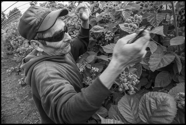 Ricardo, an immigrant from Putla, Oaxaca, prunes blackberry vines to allow more light to get to the fruit, and to allow pickers to move down the rows more easily. (Photo: David Bacon)