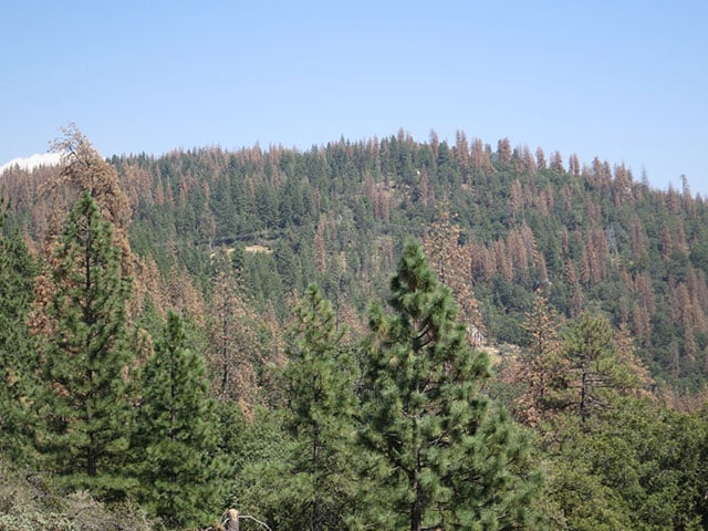 An estimated 66 million trees across California's Sierra Nevada have died due to the ongoing drought in that State. (Photo: Chris Burnett)