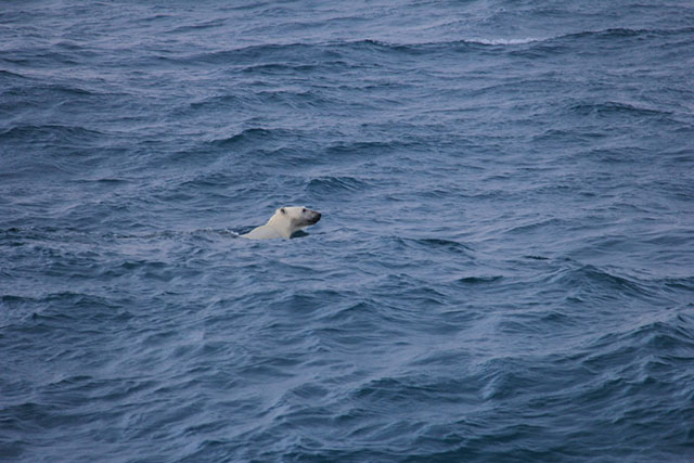 A polar bear swims off Baffin Island, heading for land. A species threatened from multiple directions as the ice melts and with the potential for seismic blasting to drive away its marine prey. (Photo: Chris Williams)