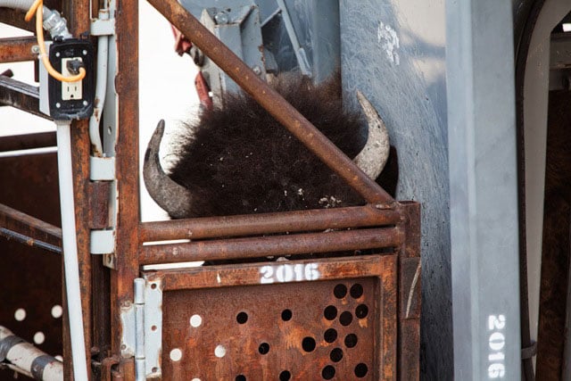 A buffalo's head protrudes from the squeeze chute at Stephen's Creek, Yellowstone National Park. (Photo: © Michelle McCarron)