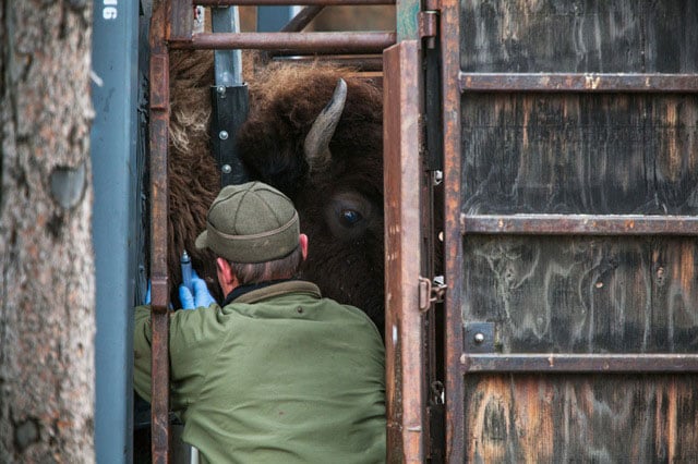 Doug Blanton, a Yellowstone bison biologist, takes a blood sample for brucellosis testing from a bison before it is shipped out of the park to a slaughter facility in Montana. (Photo: © Michelle McCarron)