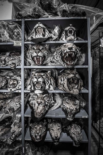 A shelf full of leopards who look fierce, but at the same time vanquished and destroyed. (Copyright © Britta Jaschinski 2016)
