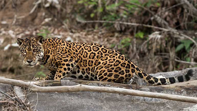 A female jaguar (Panthera onca) pauses on a riverbank. Even species that aren’t typically associated with rivers, such as jaguars, make use of riverbanks to hunt for prey. (Photo © Tom Ambrose)