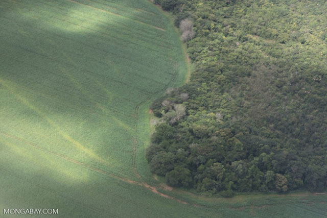 Soy and forest in the Brazilian Amazon. The soy industry will be one of the main beneficiaries of the Tapajós industrial waterway, which will open up barge and ship navigation between Mato Grosso state, the Amazon River, Atlantic ports, and beyond. Because dams facilitate lock-building, and the flooding of formerly impassable rapids, they and their reservoirs are inextricably linked with the plans for the waterway. Scientists are concerned about the resulting “all or nothing” approach to this rapid infrastructure development. (Photo by Rhett A. Butler)