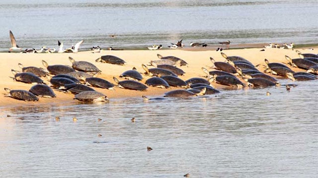 A nesting beach used by the Giant Amazon River Turtle (Podocnemis expansa). The reservoirs created by Tapajós Basin dams will flood hundreds of square miles, and radically alter the flow of water within the river systems. Aquatic and floodplain habitats will be altered and destroyed, including nesting beaches such as this one. (Photo by Camila Ferrara)