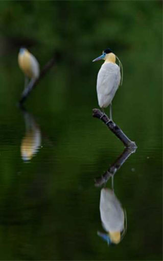 A pair of capped herons (Pilherodius pileatus). The connectivity of the Amazon’s freshwater habitats is crucial for aquatic species, but is threatened by dam construction which diminishes the flood cycles that naturally inundate the floodplain. (Photo © Tom Ambrose)