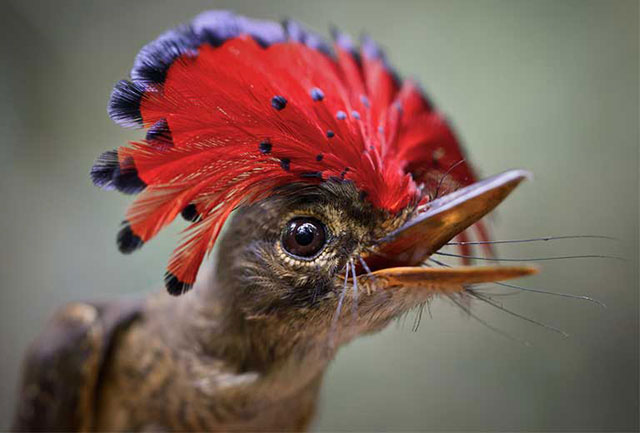 A royal flycatcher (Onychorhynchus coronatus). Scientists urge Brazil to take an integrated, basin-wide approach to hydropower development in the Amazon, and to pursue alternatives to hydropower for energy production in order to protect the region’s vast web of life. (Photo © Tom Ambrose)