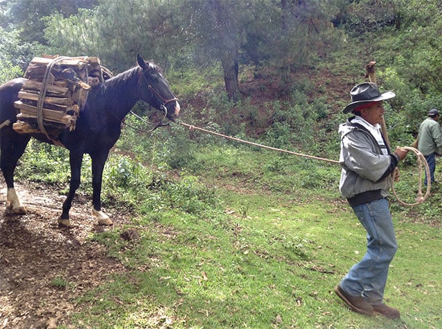 A farmer transports pieces of wood with permission from local authorities. (Photo: Lourdes Cárdenas)