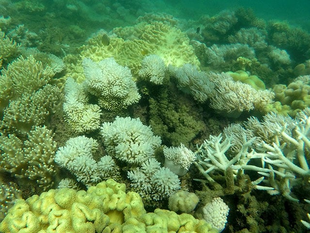 Coral off the northeast coast of Australia, which is undergoing a bleaching event. Approximately 95 percent of the coral in this area is bleached, signifying what could be another major coral bleaching event on Australia's Great Barrier Reef. (Photo: Megan Proctor)