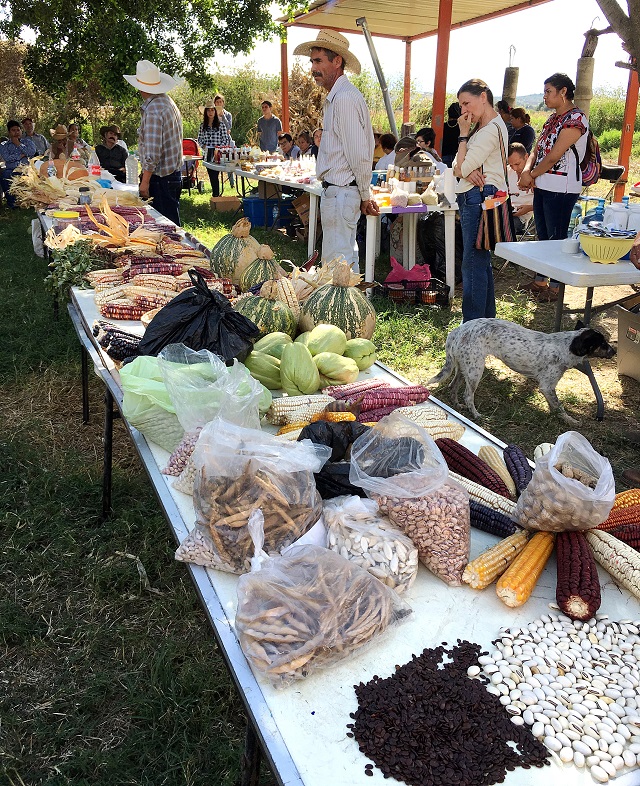 b Mesa con semillas table with seeds