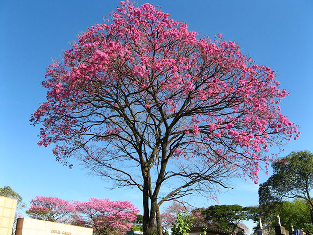 A flowering Brazilian walnut tree. (Photo: mauroguanandi via Wikimedia Commons)