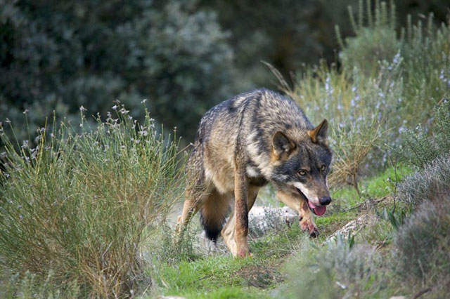 An Iberian wolf (Canis lupus signatus) alpha male. Spanish authorities failed to enforce EU protections for a population of Iberian wolves in the Sierra Morena mountains of southern Spain, resulting in the disappearance of the population due to widespread illegal killing, according to Chapron and co-authors. (Photo: Arturo de Frias Marques)