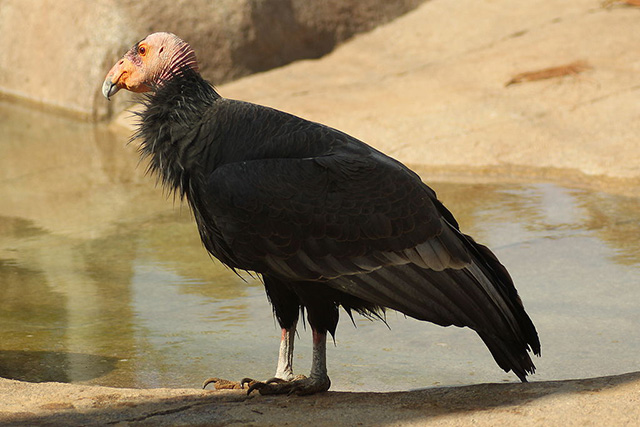 California condors (Gymnogyps californianus) has regained a foothold in the wild, thanks to the Herculean efforts of conservationists and scientists, but the authors of a new study in Nature argue we don’t have the resources to do the same thing for thousands of other threatened species. (Photo: Stacy from San Diego)