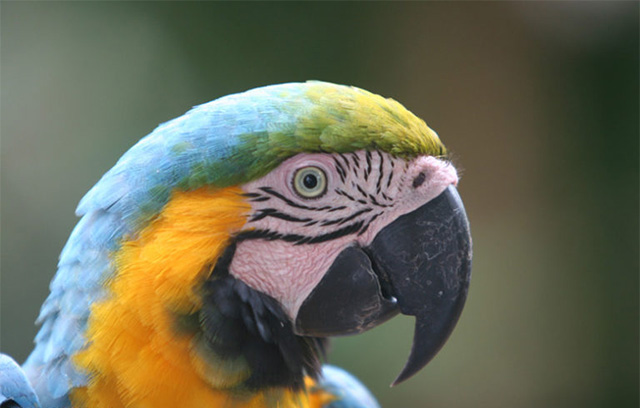 A blue and yellow macaw. The rushed Terra Legal decision by the Temer administration and the Congress could do massive long term harm to Amazon biodiversity. (Photo: Rhett A. Butler)