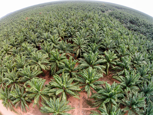 Oil palm monoculture which threatens Garifuna territory in Honduras.