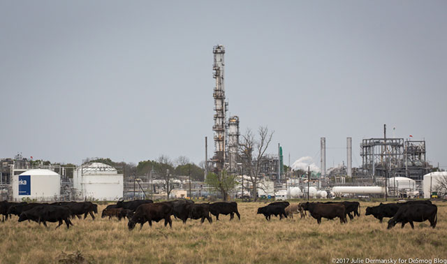 Cows roaming in a field next to the Denka Performance Elastomer plant in LaPlace, Louisiana. (Photo: Julie Dermansky)