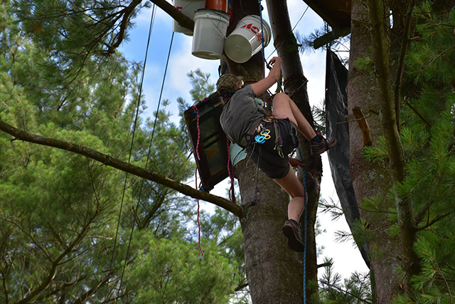 An activist at Camp White Pine climbs into a tree-sit. (Photo: Courtesy of Jen Deerinwater)