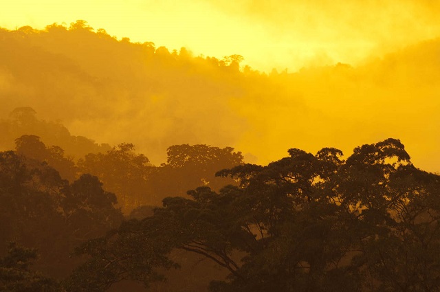 Three record setting droughts in 2005, 2010 and 2016, each more extreme than the previous, have flipped the Amazon from a carbon sink to a carbon source. (Photo: Bruce Melton)