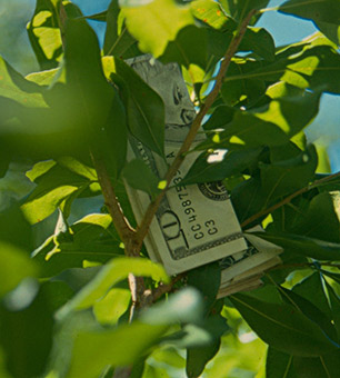 Money growing on trees.