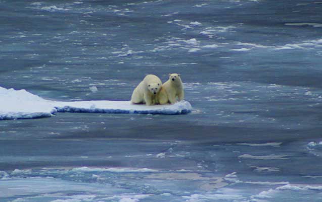 Very small multiyear and first year sea ice flows in the Arctic Ocean. The area between the flows is mostly covered with new ice that is too weak to support a polar bear, but looks the same to a satellite as does solid ice. (Photo courtesy of Jessica K Robertson and the U.S. Geologic Survey.)