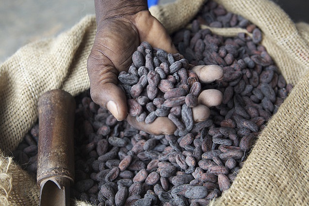 Dried cocoa beans in farmers hand. (Photo: <a href=