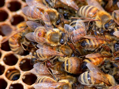 Close-up of honeybees. (Photo: <a href=