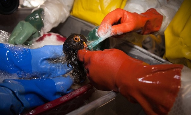 Staff of the Wildlife Center of Texas cleaning oil covered wood duck rescued after an oil spill in the Mississippi River in August 2008. (Photo:<a href=