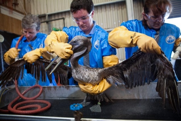 An adult brown pelican covered with BP oil found on Grande Isle, Louisiana, cleaned by a team from Tri-State Bird Rescue & Research. (Photo:<a href=