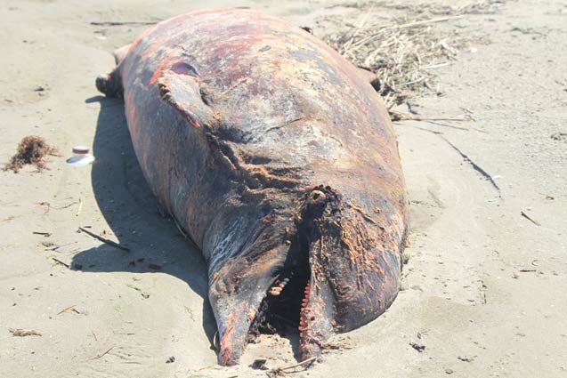 Dolphin deaths have spiked since BP’s disaster began in 2010, and their strandings, like this one in Barataria Bay, Louisiana, continue their upward trend. (Photo: Jonathan Henderson, Gulf Restoration Network)