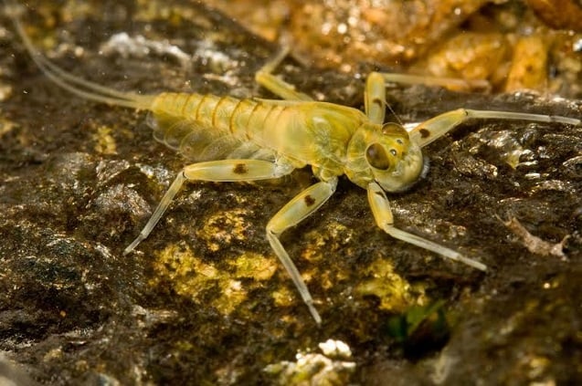 Mayfly larva. (Photo: Dave Funk, Stroud Water Resource Center)