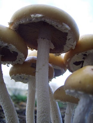 Stropharia fungi. (Image: <a href=
