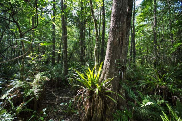 Corkscrew Swamp Sanctuary in Naples Florida still threatened by the Collier Hogan 20-3H drill site operated by the Dan A Hughes Company. (Photo: ©2014 Julie Dermansky)