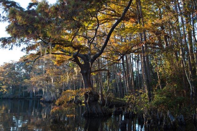 Big Branch Marsh in St. Tammany Parish. ©2014 Julie Dermansky