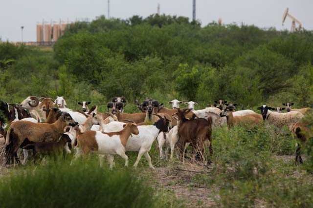 Grassfed livestock at the Grassland Oasis in June, now closed.