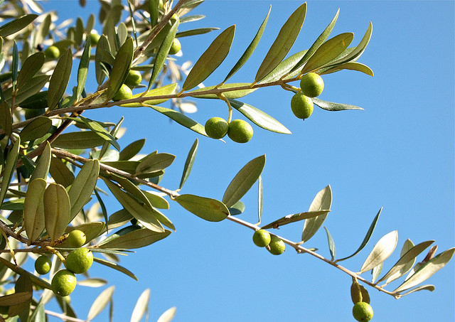 The Center for Jewish Nonviolence has initiated a tree planting campaign that will be undertaken from February 15 to 20 outside of Bethlehem. This campaign brings a delegation of more than 20 Jewish anti-occupation activists from around the world to plant olive saplings at the Tent of Nations, a family farm where the IDF uprooted 1,500 olive trees. (Photo: Stew Dean)