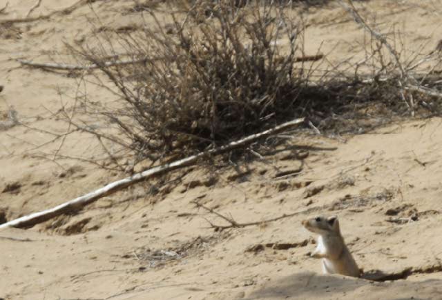 The great gerbil also still harbours the plague bacteria in Central Asia today. (Photo: W. Ryan Easterday, CC BY-NC-SA)