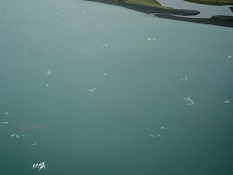 Beluga Whales with calves near Kasegaluk Lagoon along the Chukchi Sea coast, July 2006. About 4,000 beluga whales are known to calve along that lagoon. On this day in early July, we saw nearly 1,000 whales with newborn calves within a one-mile stretch. (Photo: Subhankar Banerjee)