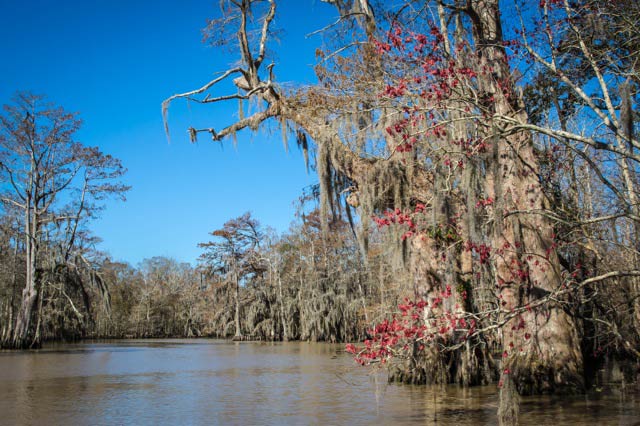 Swamp maple blossoms near the sinkhole in Bayou Corne. (Photo: ©2015 Julie Dermansky)